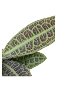 Labisia obtusifolia Kura Kura v13 egarden.store online