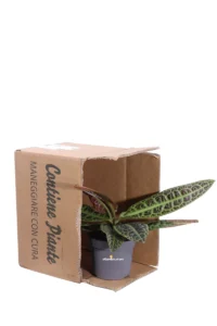 Labisia obtusifolia Kura Kura v13 egarden.store online