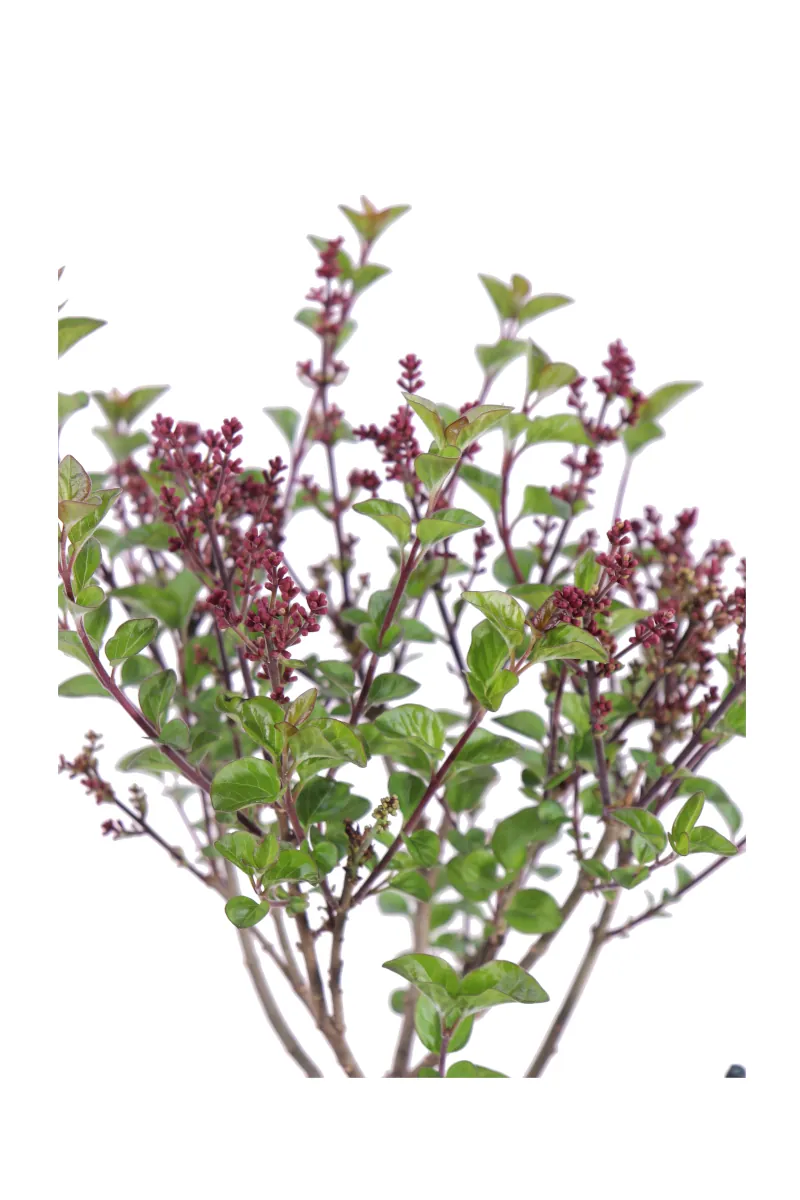 Lillà - Syringa Meyeri Little Rosie v19 egarden.store online