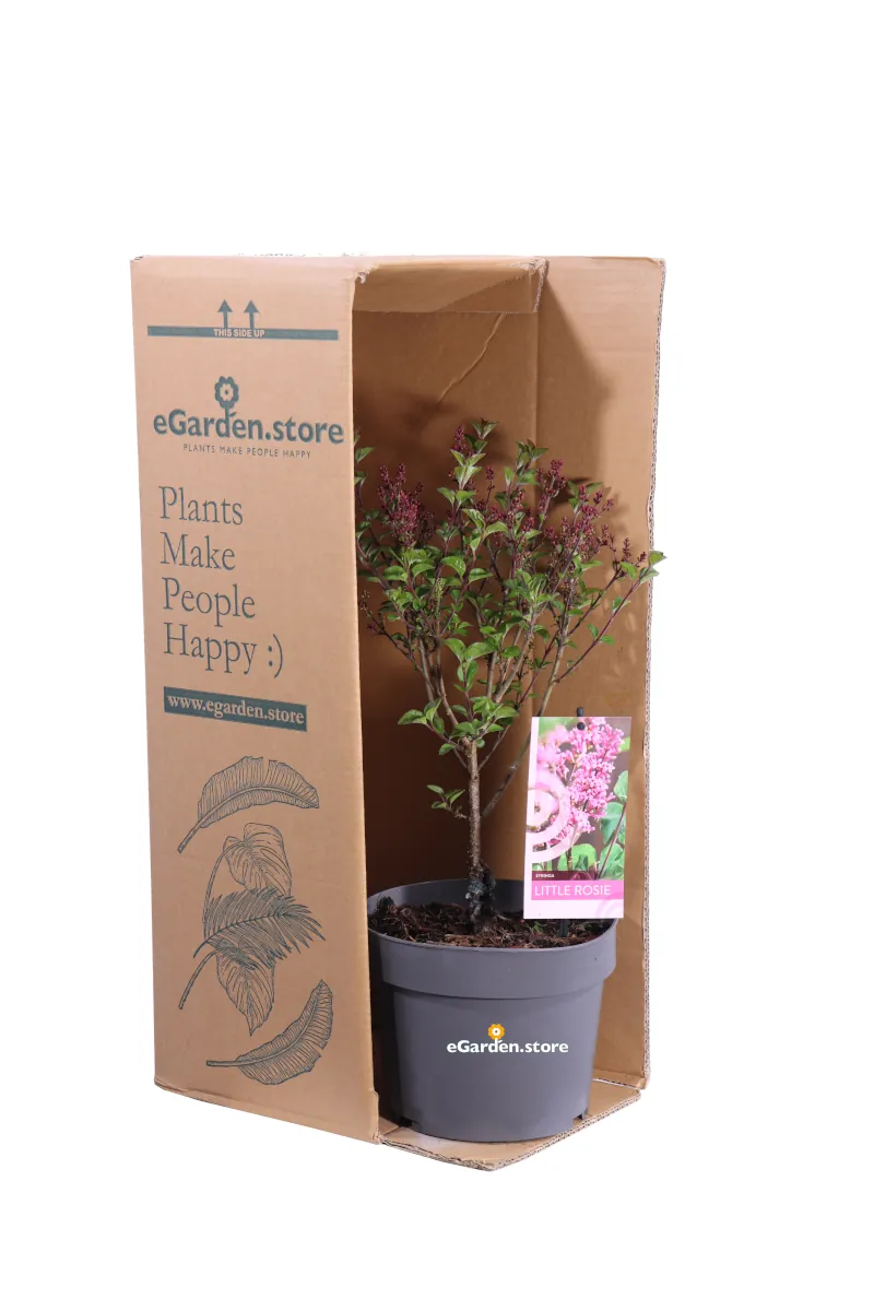 Lillà - Syringa Meyeri Little Rosie v19 egarden.store online