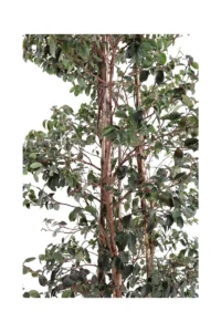 Loropetalum Chinense Fede Piramide