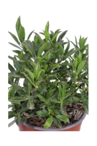 Mioporo - Myoporum Insulare v17 egarden.store online