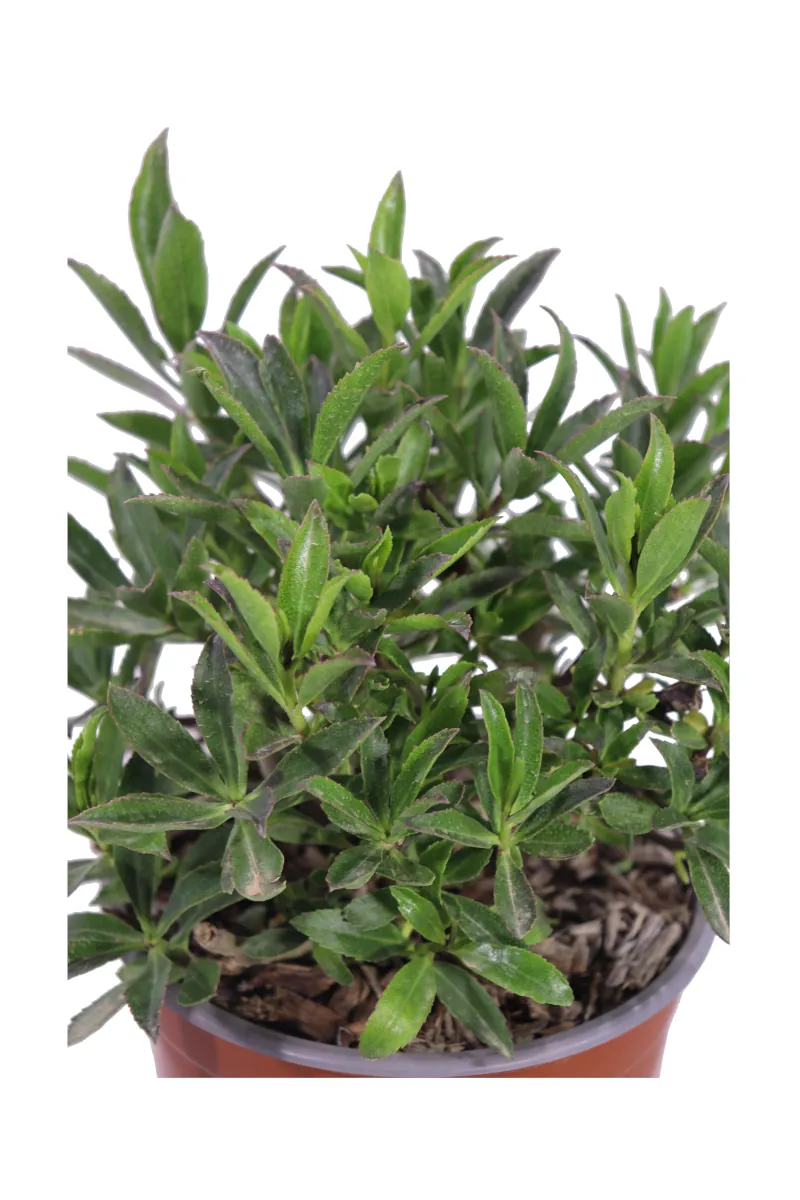 Mioporo - Myoporum Insulare v17 egarden.store online