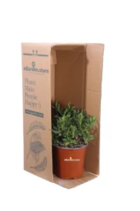 Mioporo - Myoporum Insulare v17 egarden.store online