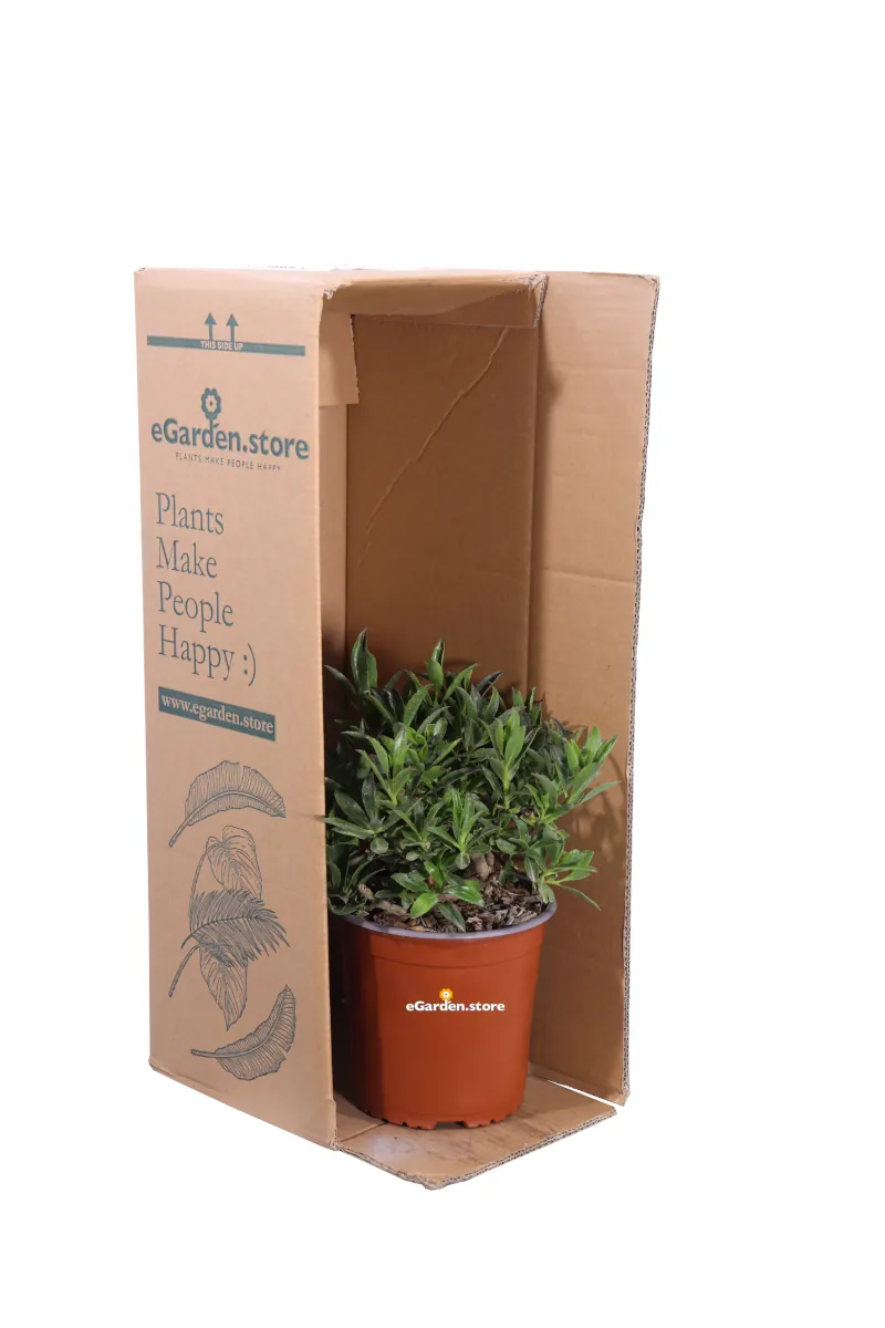 Mioporo - Myoporum Insulare v17 egarden.store online