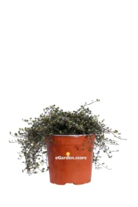 Muehlenbeckia Complexa v17 egarden.store online