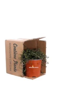 Muehlenbeckia Complexa v17 egarden.store online