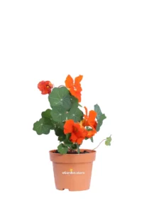 Nasturzio Arancione - Tropaeolum Majus v12 egarden.store online