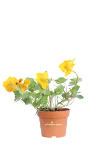 Nasturzio Giallo - Tropaeolum Majus v12 egarden.store online