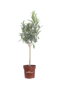 Oleandro Alberello - Nerium Oleander v21 egarden.store online