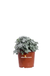 Origanum Dictamnus v17 egarden.store 1 Origanum Dictamnus v17 egarden.store online