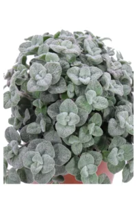Origanum Dictamnus v17 egarden.store 2 Origanum Dictamnus v17 egarden.store online
