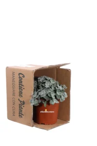 Origanum Dictamnus v17 egarden.store 3 Origano di Creta - Origanum Dictamnus