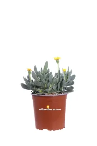 Othonna Cheirifolia v17 egarden.store 1 Othonna Cheirifolia v17 egarden.store online