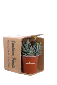 Othonna Cheirifolia v17 egarden.store 3 Othonna Cheirifolia v17 egarden.store online