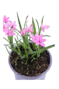 Rhodohypoxis Baurii v13 egarden.store online