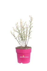 Salix Integra Flamingo v19 egarden.store 1 Salix Integra Flamingo v19 egarden.store online