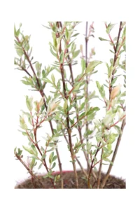 Salix Integra Flamingo v19 egarden.store 2 Salix Integra Flamingo v19 egarden.store online