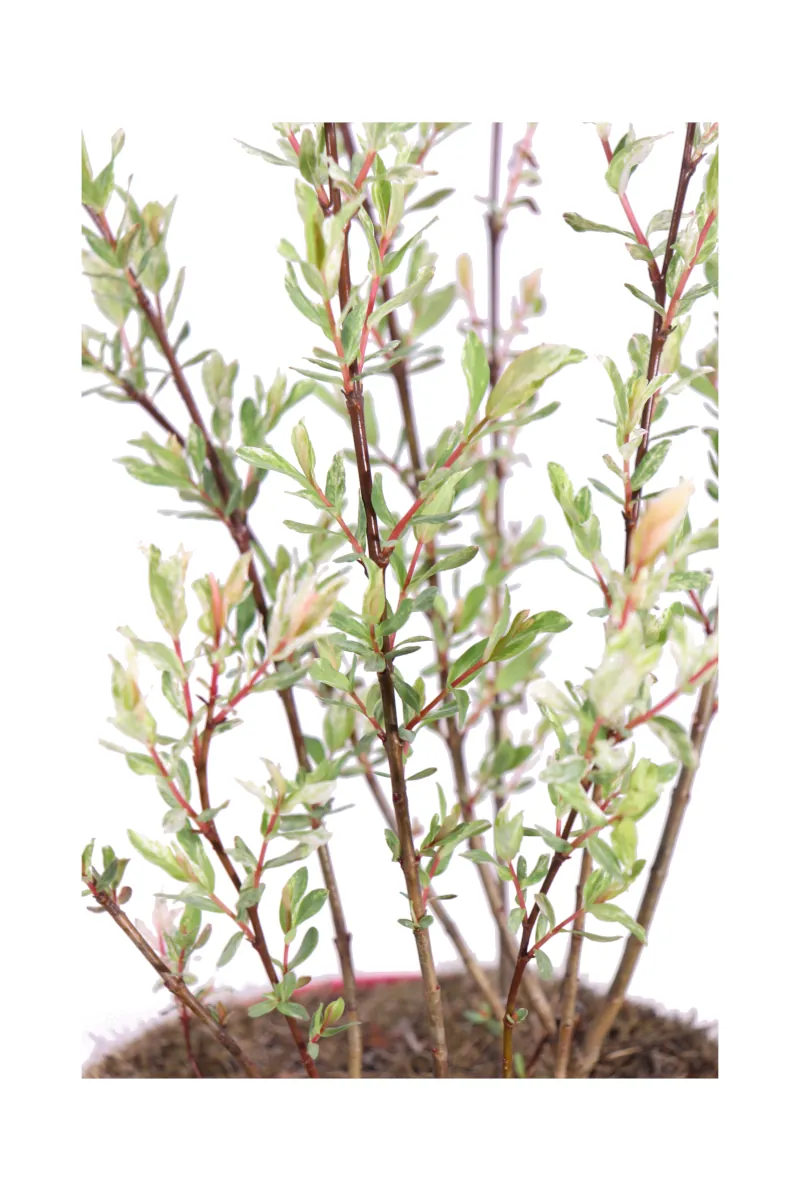 Salix Integra Flamingo v19 egarden.store 2 Salix Integra Flamingo v19 egarden.store online