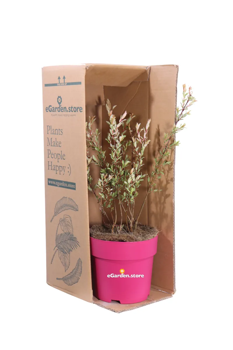 Salix Integra Flamingo v19 egarden.store 3 Salix Integra Flamingo v19 egarden.store online