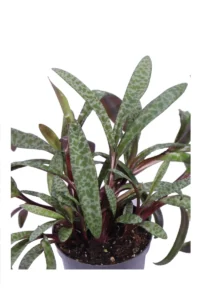 Scilla violacea v12 egarden.store online