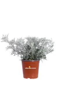 Senecio Vira-Vira v17 egarden.store online