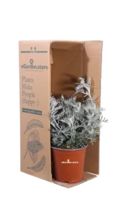 Senecio Vira-Vira v17 egarden.store online