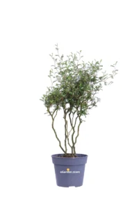 Sophora Prostrata Little Baby v13 egarden.store online
