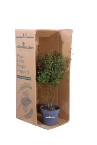 Sophora Prostrata Little Baby v13 egarden.store online