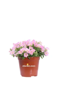 Surfinia Nana Rosa v14 egarden.store online