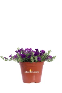 Surfinia Nana Viola v14 egarden.store online
