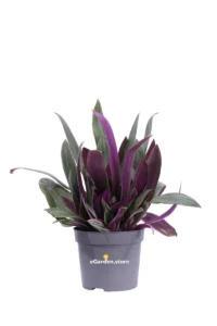 Tradescantia Spathacea Sitara v12 egarden.store online