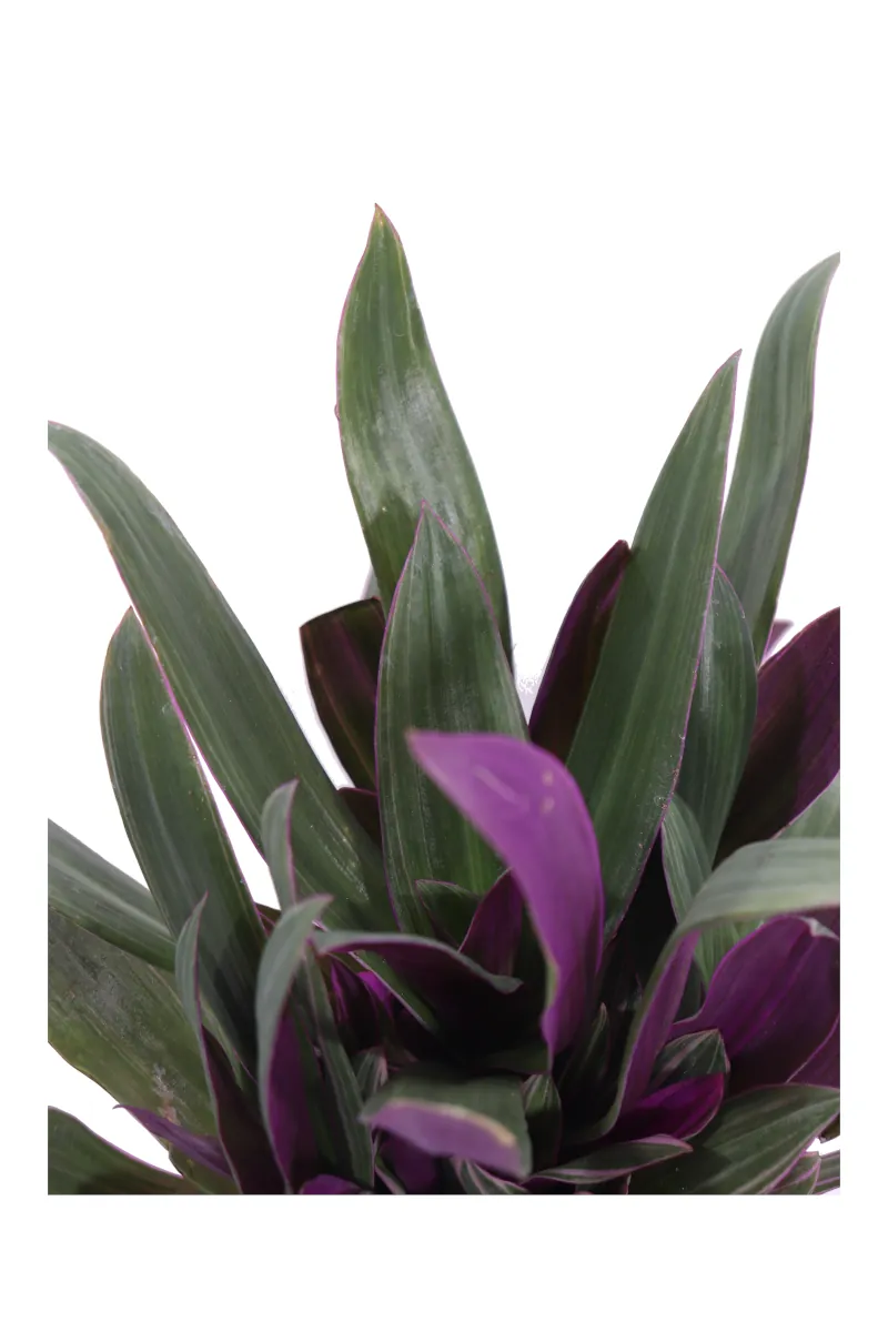 Tradescantia Spathacea Sitara v12 egarden.store online