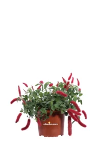 Acalifa - Acalypha Hispida v17 egarden.store online