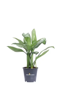 Aglaonema Maria Christina v12 egarden.store online