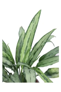 Aglaonema White Lance