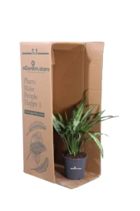 Aglaonema White Lance v12 egarden.store online