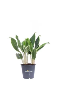 Aglaonema White Lime v12 egarden.store online