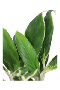 Aglaonema White Lime v12 egarden.store online