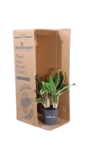 Aglaonema White Lime v12 egarden.store online