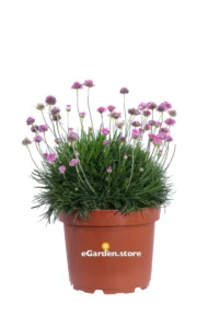 Armeria Maritima Fucsia v22 egarden.store online