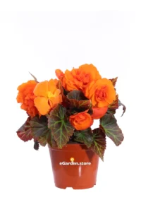 Begonia Tuberosa Foglia Scura Fiore Arancione v14 egarden.store 1 Begonia Tuberosa Foglia Scura Fiore Arancione v14 egarden.store online