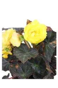 Begonia Tuberosa Foglia Scura Fiore Giallo v14 egarden.store 2 Begonia Tuberosa Foglia Scura Fiore Giallo v14 egarden.store online