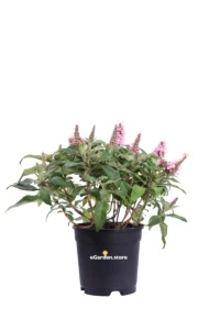 Buddleja Davidii Butterfly Candy Rosa v17 egarden.store online
