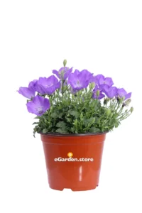 Campanula Carpatica