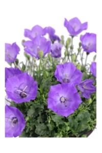 Campanula Carpatica v14 egarden.store online