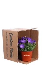 Campanula Carpatica v14 egarden.store online