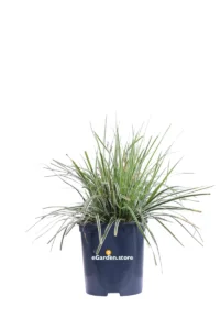 Carex Oshimensis Everest v17 egarden.store 1 Carex Oshimensis Everest v17 egarden.store online