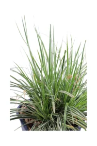 Carex Oshimensis Everest v17 egarden.store 2 Carex Oshimensis Everest v17 egarden.store online