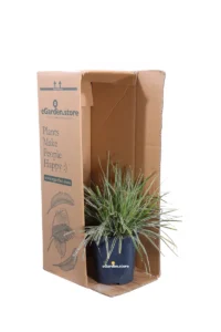 Carex Oshimensis Everest v17 egarden.store 3 Carex Oshimensis Everest v17 egarden.store online